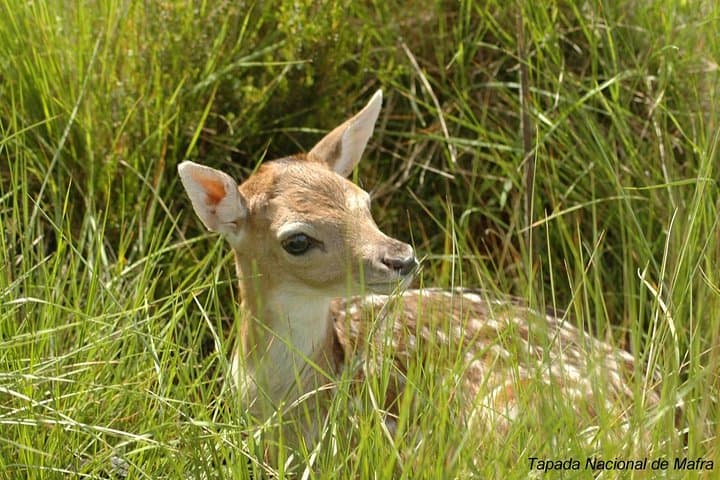 Mafra to Ericeira Day Tour: Palace, Tapada Wildlife & Cabo da Roca Coastal Drive photo 3