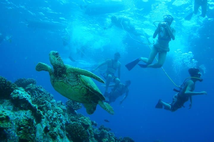 Molokini and Turtle Town Snorkel Adventure from Maalaea Harbor photo 6