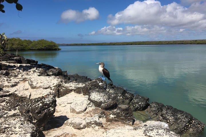 8-Day Machu Picchu & Galapagos: Superior Bucket-List Adventure photo 4