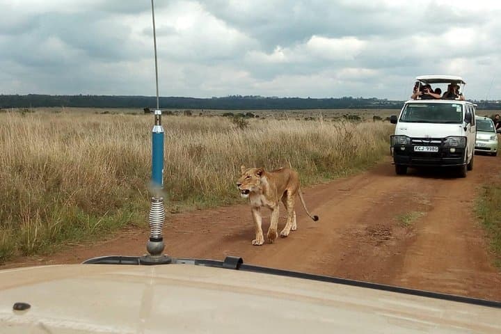 2-Day Amboseli Safari: Elephants, Kilimanjaro Views & Luxury Camping photo 5