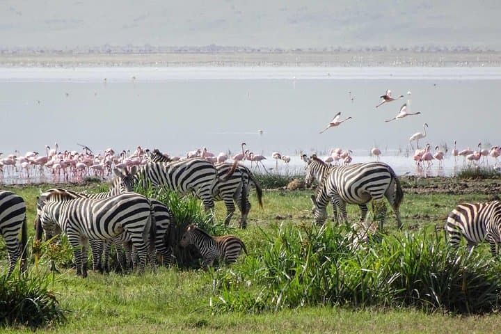 Inside Ngorongoro: One-Day Crater Safari from Arusha photo 6