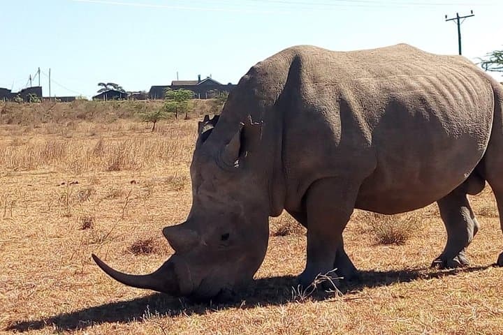 Lake Nakuru National Park Day Trip from Nairobi — Rhinos, Flamingos & Rift Valley Views photo 2