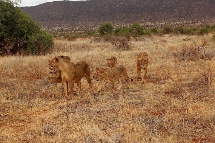 Lake Nakuru National Park Day Trip from Nairobi — Rhinos, Flamingos & Rift Valley Views photo 4
