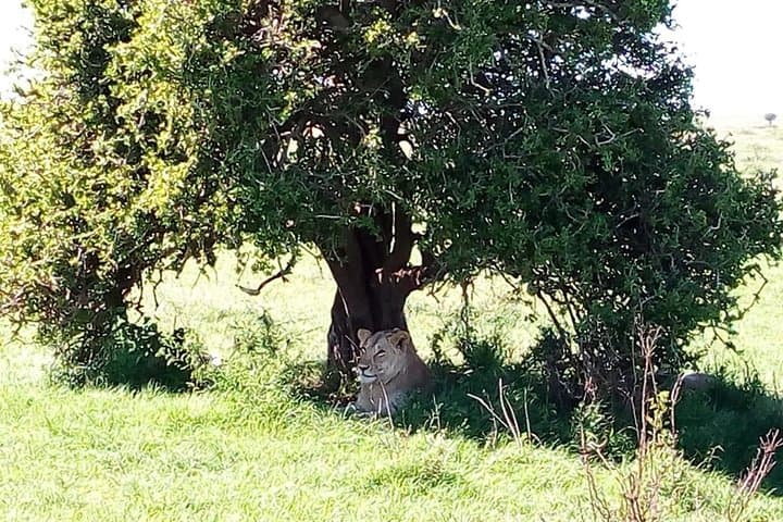 Lake Nakuru National Park Day Trip from Nairobi — Rhinos, Flamingos & Rift Valley Views photo 5