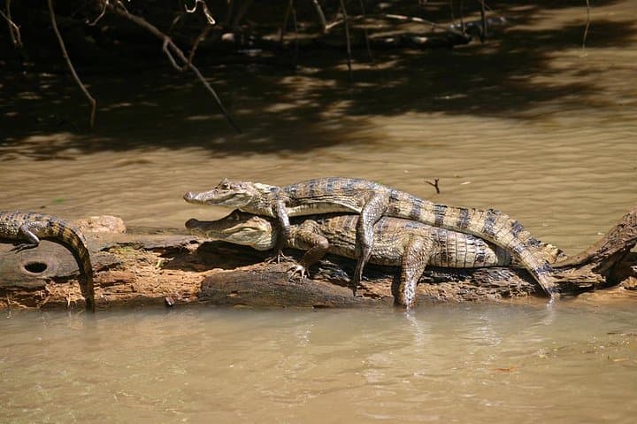 Day Trip to Corcovado National Park: Mangroves, Dolphins & Rainforest Hike photo 3
