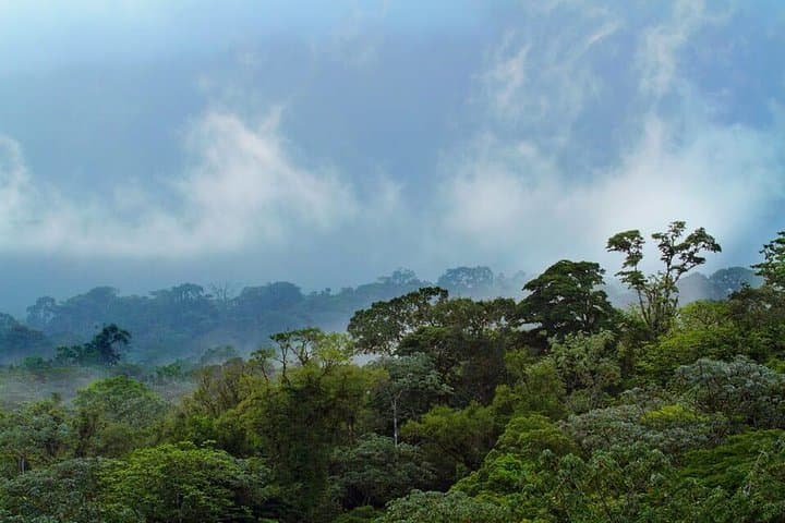 Day Trip to Corcovado National Park: Mangroves, Dolphins & Rainforest Hike photo 4