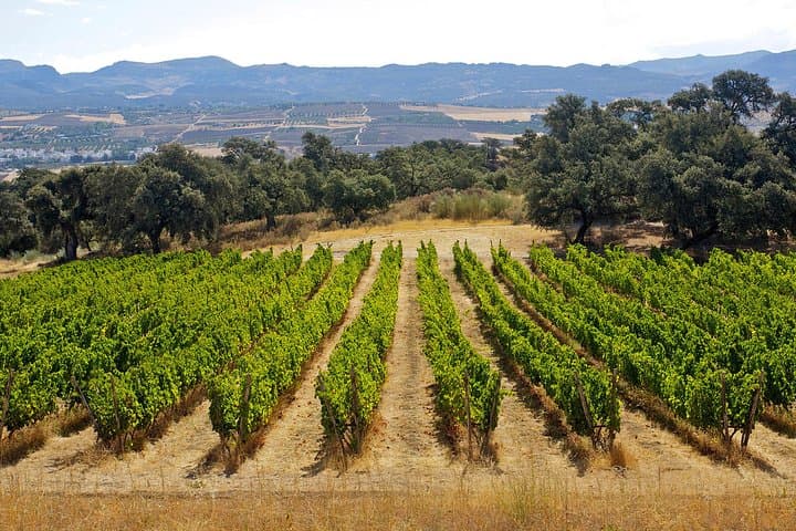 Full-Day Ronda Wine Tour: Finca La Melonera & Ronda Highlights photo 6