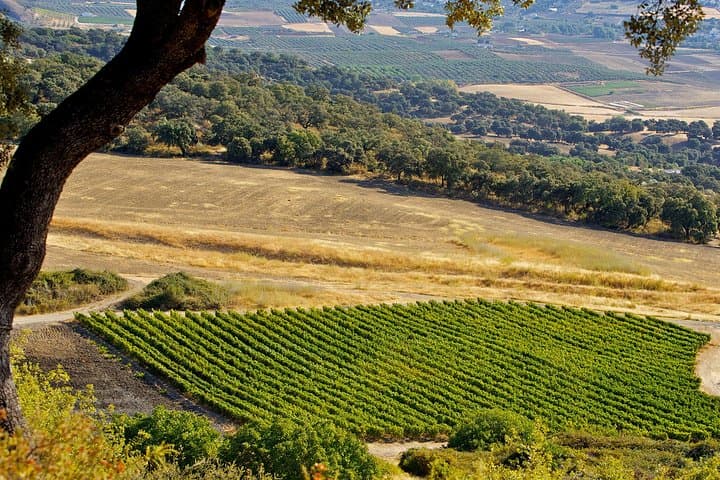 Full-Day Ronda Wine Tour: Finca La Melonera & Ronda Highlights photo 2
