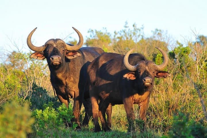 12-Day Mount Kenya: Lenana Summit, Lake Nakuru & Masai Mara Safari photo 2