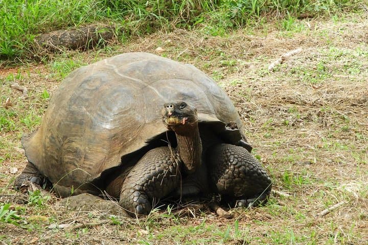 4-Day Galapagos Classic: Island Hopping Santa Cruz, Bartolomé & North Seymour photo 1