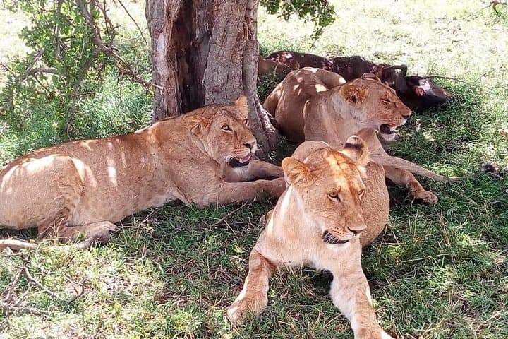 4-Day Kenya Safari: Tsavo East, Tsavo West & Amboseli — Big Five Game Drives photo 3