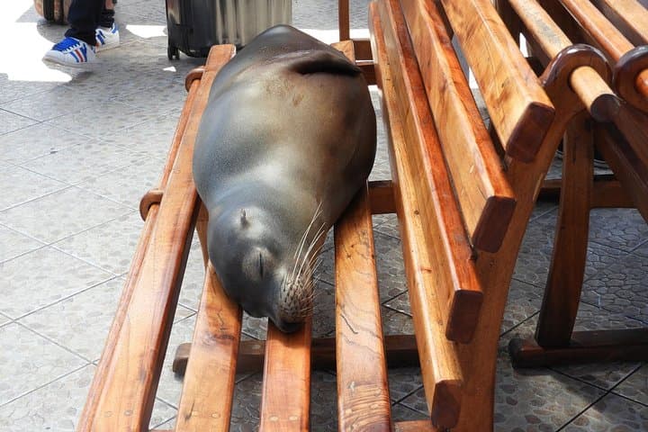 4-Day Galapagos Classic: Island Hopping Santa Cruz, Bartolomé & North Seymour photo 4