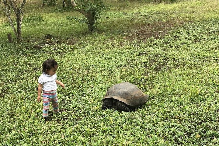 6-Day Galapagos Island Hopping: Highlands, Volcanoes & Wildlife Encounters photo 2