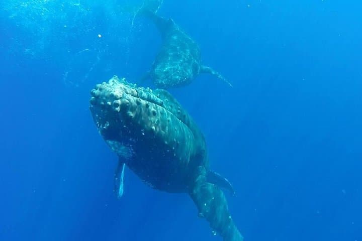 Maui Raft Whale-Watching from Kihei: High-Speed Humpback Tours with Hydrophone photo 6