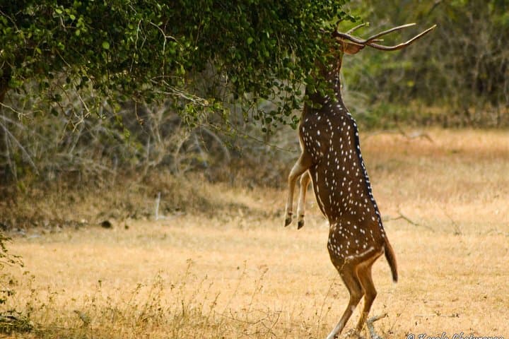Two-Day Safari: Udawalawe & Yala National Park from Colombo