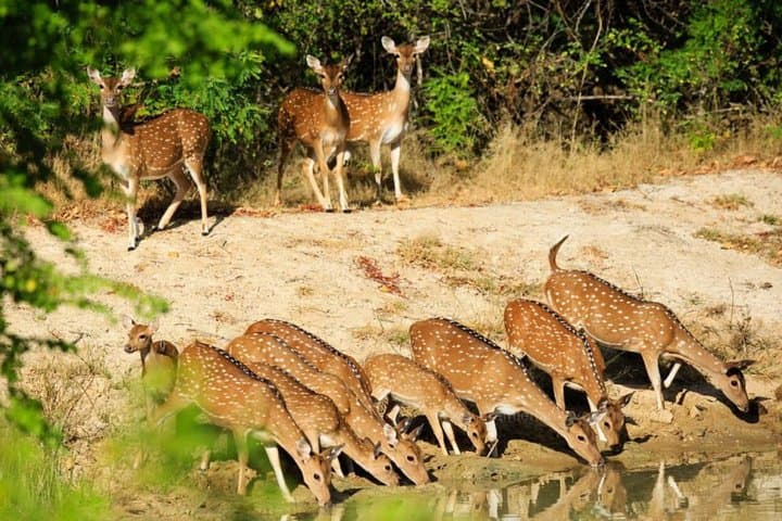 Two-Day Safari: Udawalawe & Yala National Park from Colombo photo 3