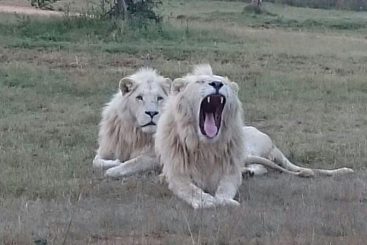 Full-Day Pilanesberg Safari from Johannesburg & Pretoria: Big Five Game Drive