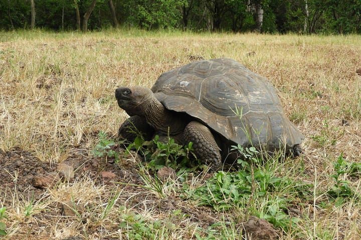 8-Day Machu Picchu & Galapagos: Superior Bucket-List Adventure photo 6