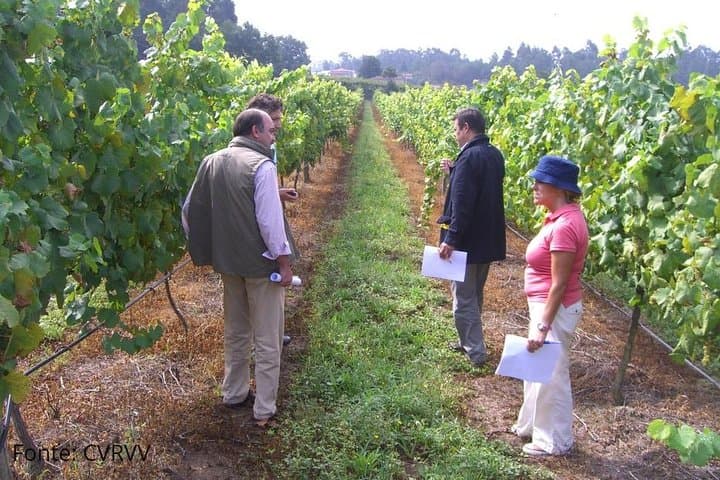 Alvarinho Route: Private Wine & Gastronomy Tour to Melgaço and Monção photo 4