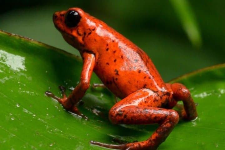 Arenal Oasis Night Walk: Frog Sanctuary Night Tour in La Fortuna photo 3