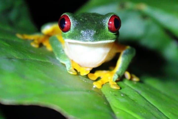Arenal Oasis Night Walk: Frog Sanctuary Night Tour in La Fortuna photo 4