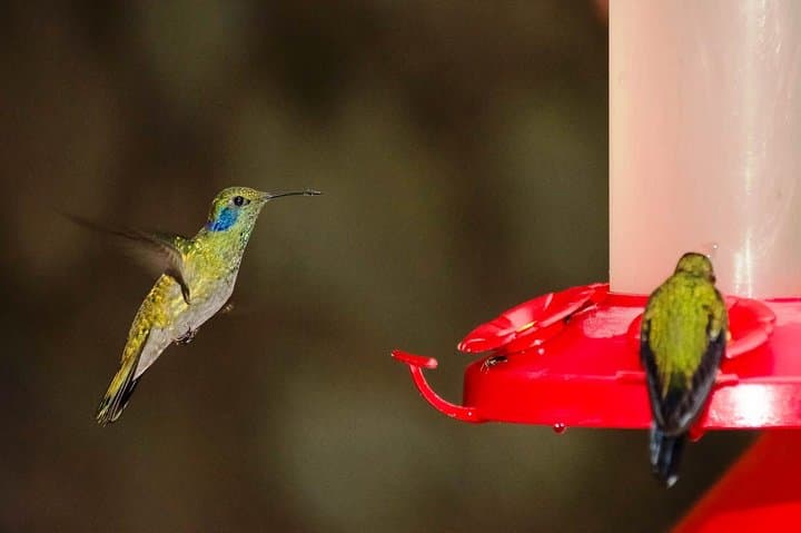 Monteverde Hanging Bridges Day Trip from San Jose: Cloud Forest Walks & Wildlife photo 4