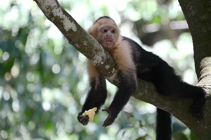 Monteverde Hanging Bridges Day Trip from San Jose: Cloud Forest Walks & Wildlife photo 6