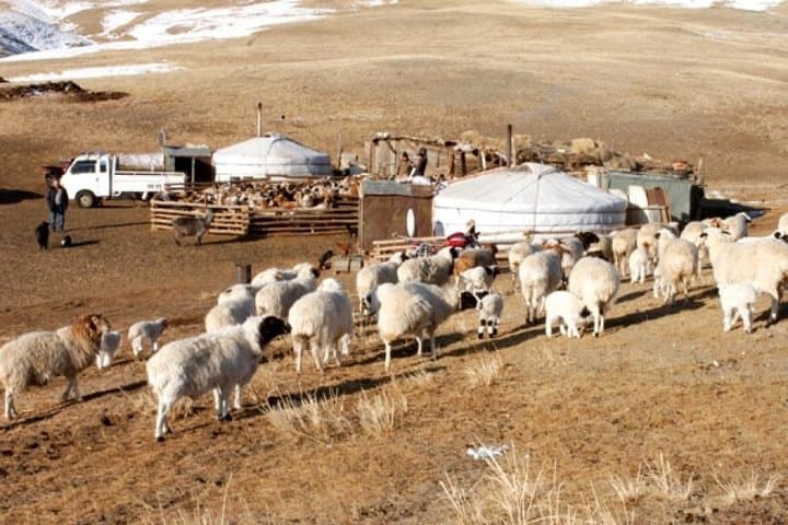 Semi-Gobi Day Tour from Ulaanbaatar: Dunes, River Views & Camel Rides photo 4