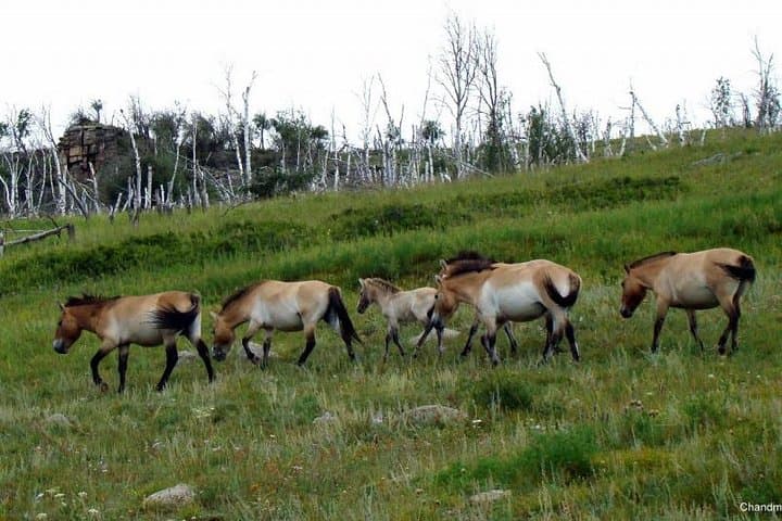 Exploring Hustai National Park: Mongolia’s Wild Horse Sanctuary and Scenic Adventure photo 3