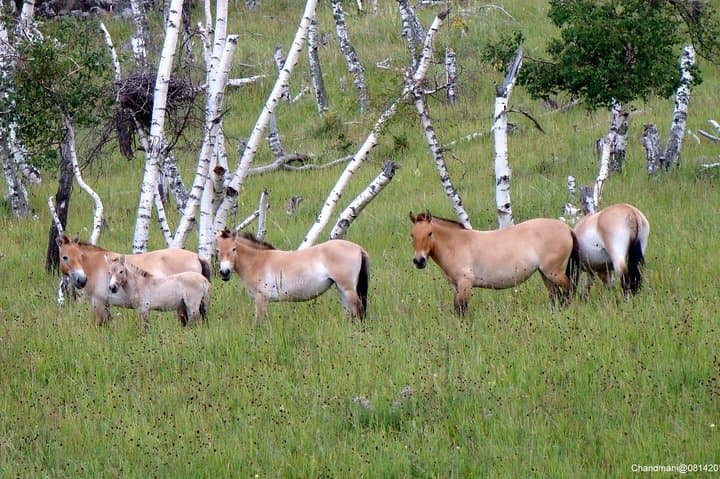 Exploring Hustai National Park: Mongolia’s Wild Horse Sanctuary and Scenic Adventure photo 4