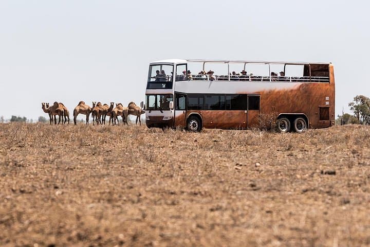 Nogo Station Experience: Longreach Outback Station Tour and Open-Top Safari photo 2