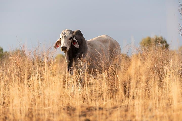 Nogo Station Experience: Longreach Outback Station Tour and Open-Top Safari photo 4