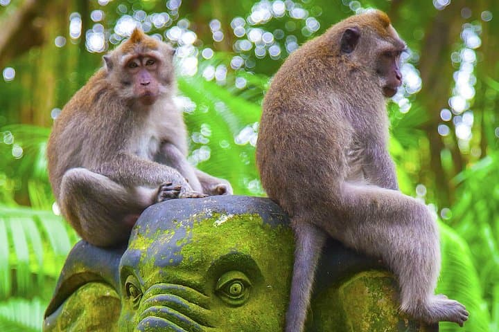 Bali Private Chartered Tour: Custom 10-Hour Day Trips from Ubud photo 3