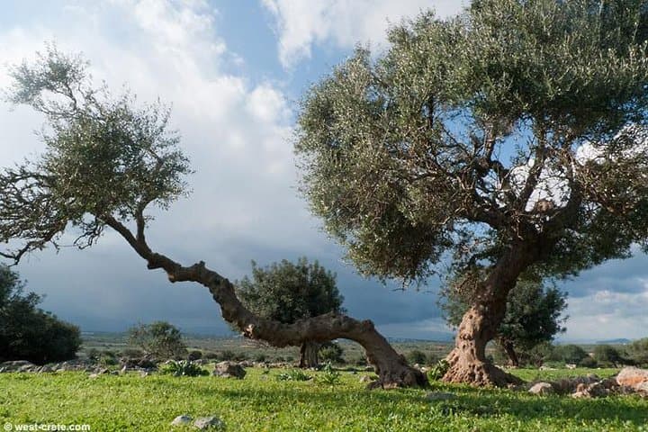 Accessible Agia Triada, Stavros & Venizelos Graves Coach Tour — Chania Day Trip photo 3