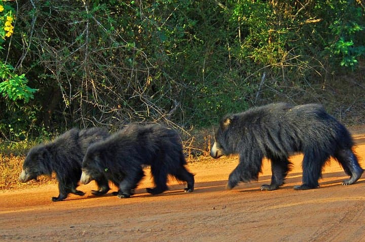 Full-Day Yala Safari from Hambantota Harbour — Leopard Watching & Picnic Lunch photo 3
