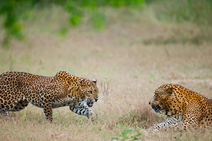 Full-Day Yala Safari from Hambantota Harbour — Leopard Watching & Picnic Lunch photo 4