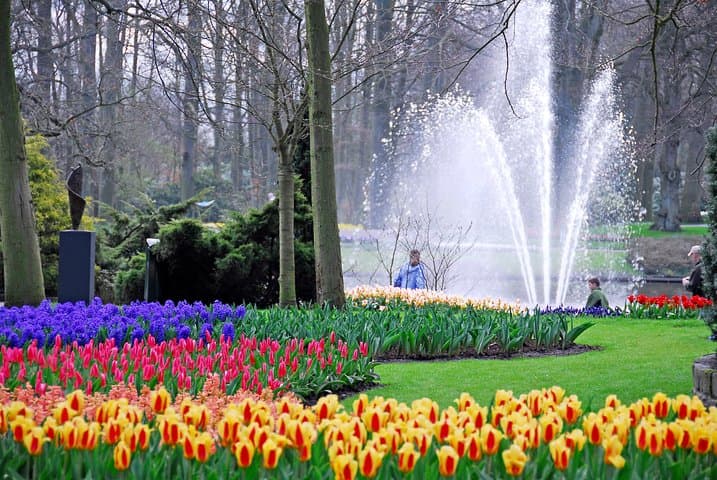 Keukenhof Half-Day Guided Tulip Garden Tour from Amsterdam photo 3