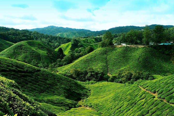 Cameron Highlands Day Tour: Tea Plantations, Hobbitoon & Strawberry Farms photo 4