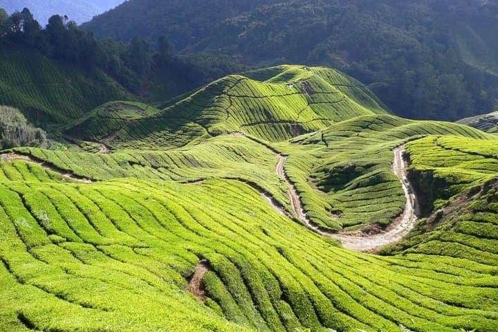 Day Trip to Cameron Highlands: Tea Plantations, Waterfalls & Strawberry Picking photo 2