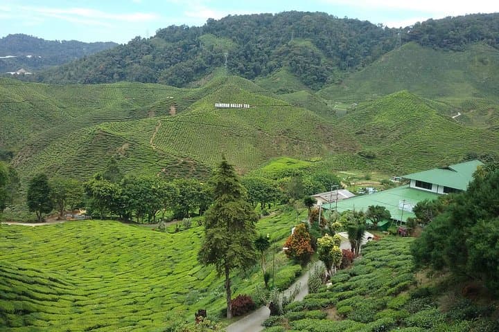 Cameron Highlands Rafflesia Explorer: Full-Day 4x4 Trek & BOH Tea Plantation photo 3