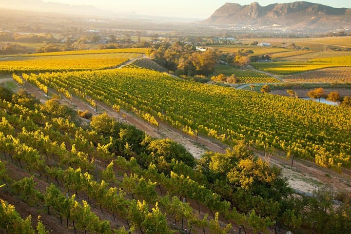Cape Peninsula to Constantia: A Private Day Trip from Cape Town photo 6
