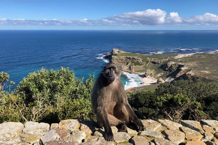 Cape Peninsula Day Tour: Cape Point, Boulders Penguins & Constantia Wine Tasting photo 5