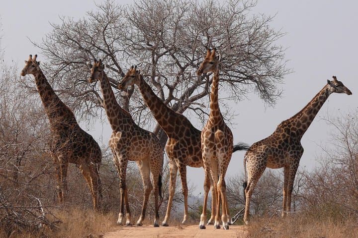 Full-Day Kruger Safari from Hazyview — Open-Vehicle Wildlife Experience photo 3