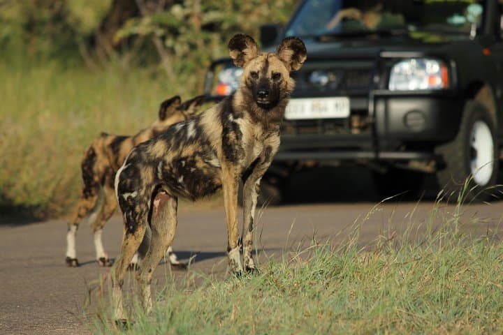 Full-Day Kruger Safari from Hazyview — Open-Vehicle Wildlife Experience