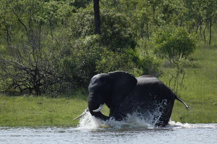 Morning Safari in Kruger National Park from Hazyview — AM Game Drive photo 2