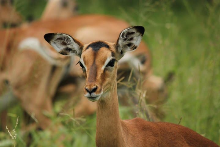 Morning Safari in Kruger National Park from Hazyview — AM Game Drive photo 3