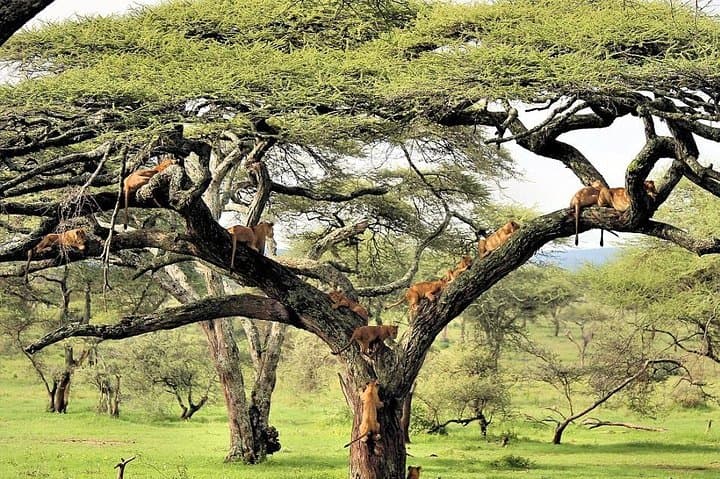 6-Day Luxury Northern Tanzania Safari — Lake Manyara, Serengeti & Ngorongoro