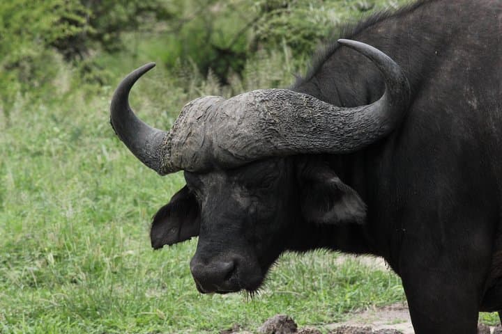 Full-Day Kruger Safari from Hazyview — Open-Vehicle Wildlife Experience photo 5