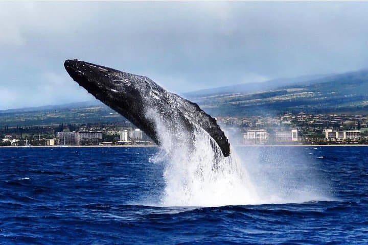 Ka'anapali Whale Watching Cruise with Open Bar — Humpback Tours from Lahaina photo 2