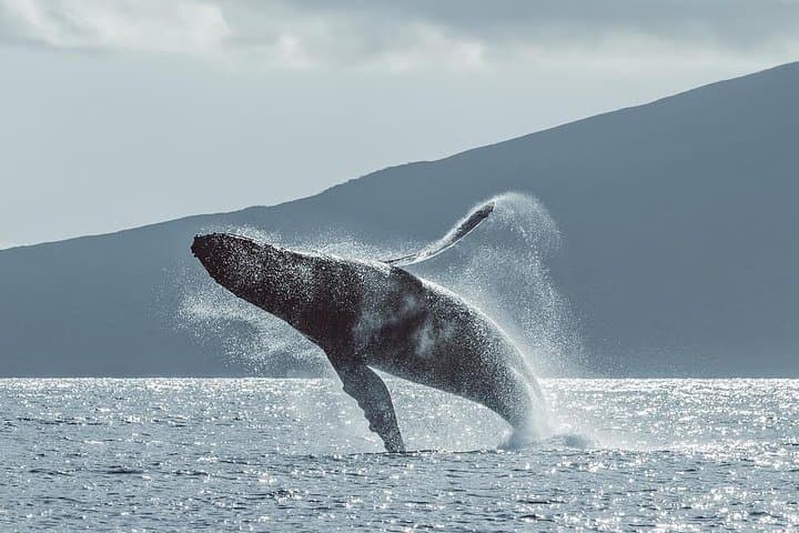 Maui Sunset Cruise from Ka’anapali Beach — Open Bar & Whale Watching photo 6